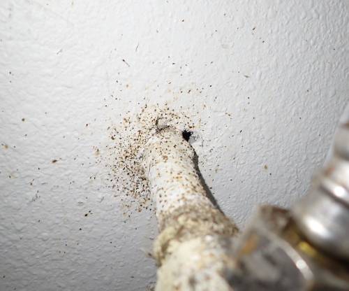 Figure 6: An unsealed plumbing entry point with visible German cockroach fecal material. Gaps like this provide cockroaches easy access to water, harborage, and migration routes between units, allowing them to thrive and reproduce. Photo Credit: Josh  Shoemaker